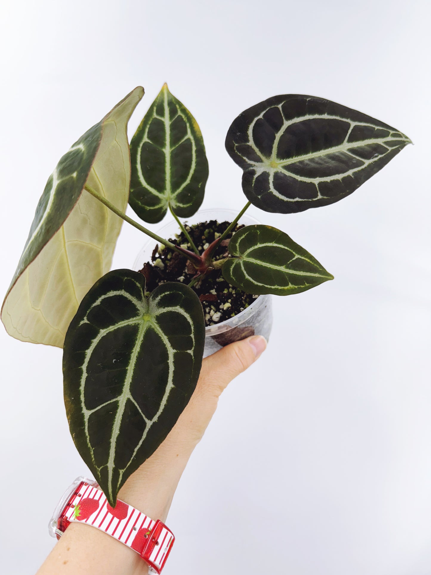Anthurium magnificum x A. forgetii