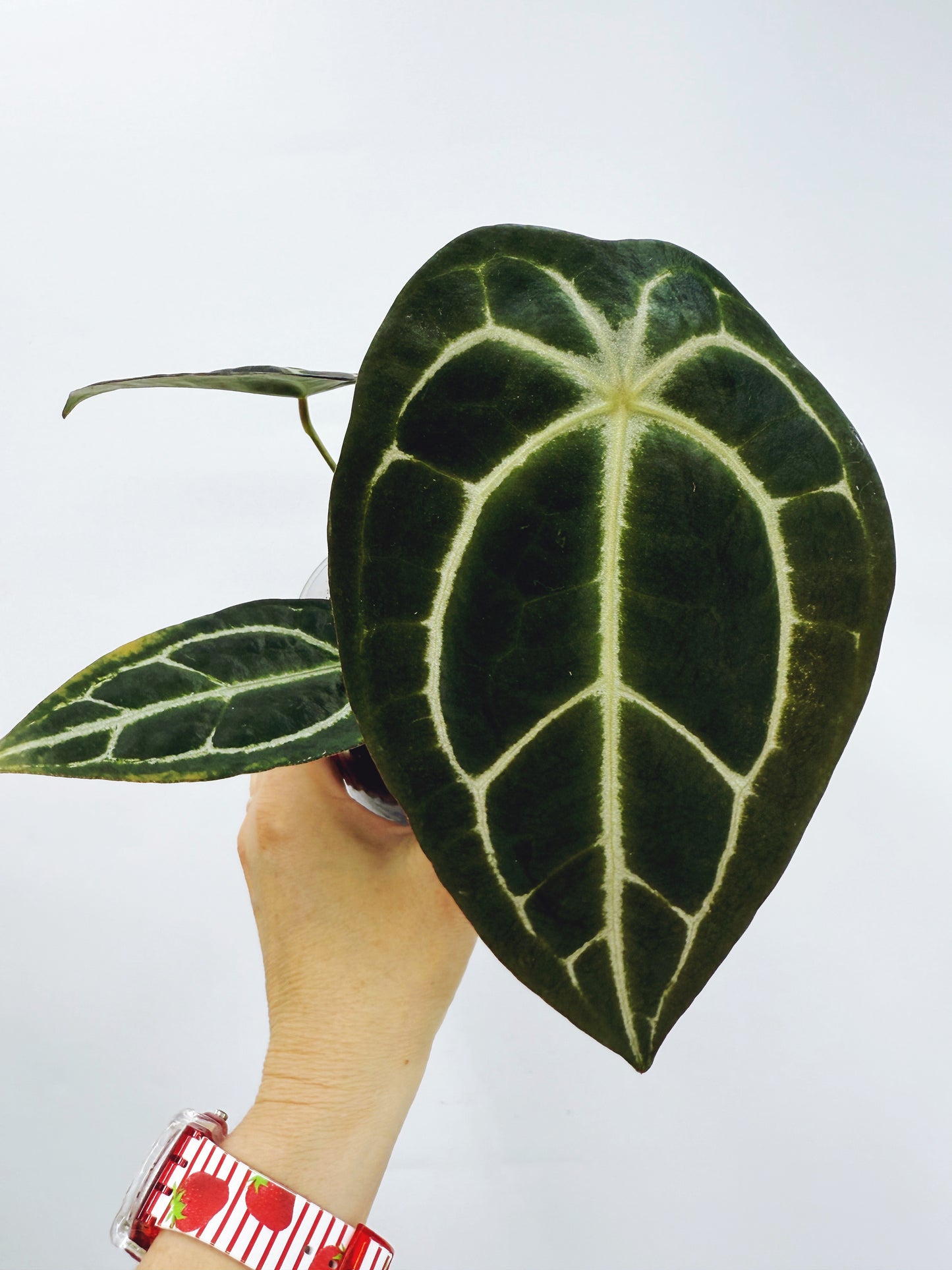 Anthurium magnificum x A. forgetii