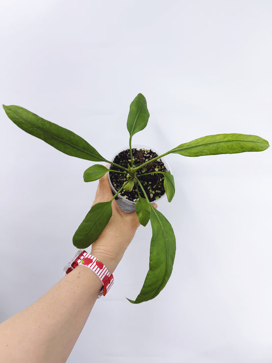 Anthurium vittarifolium x self