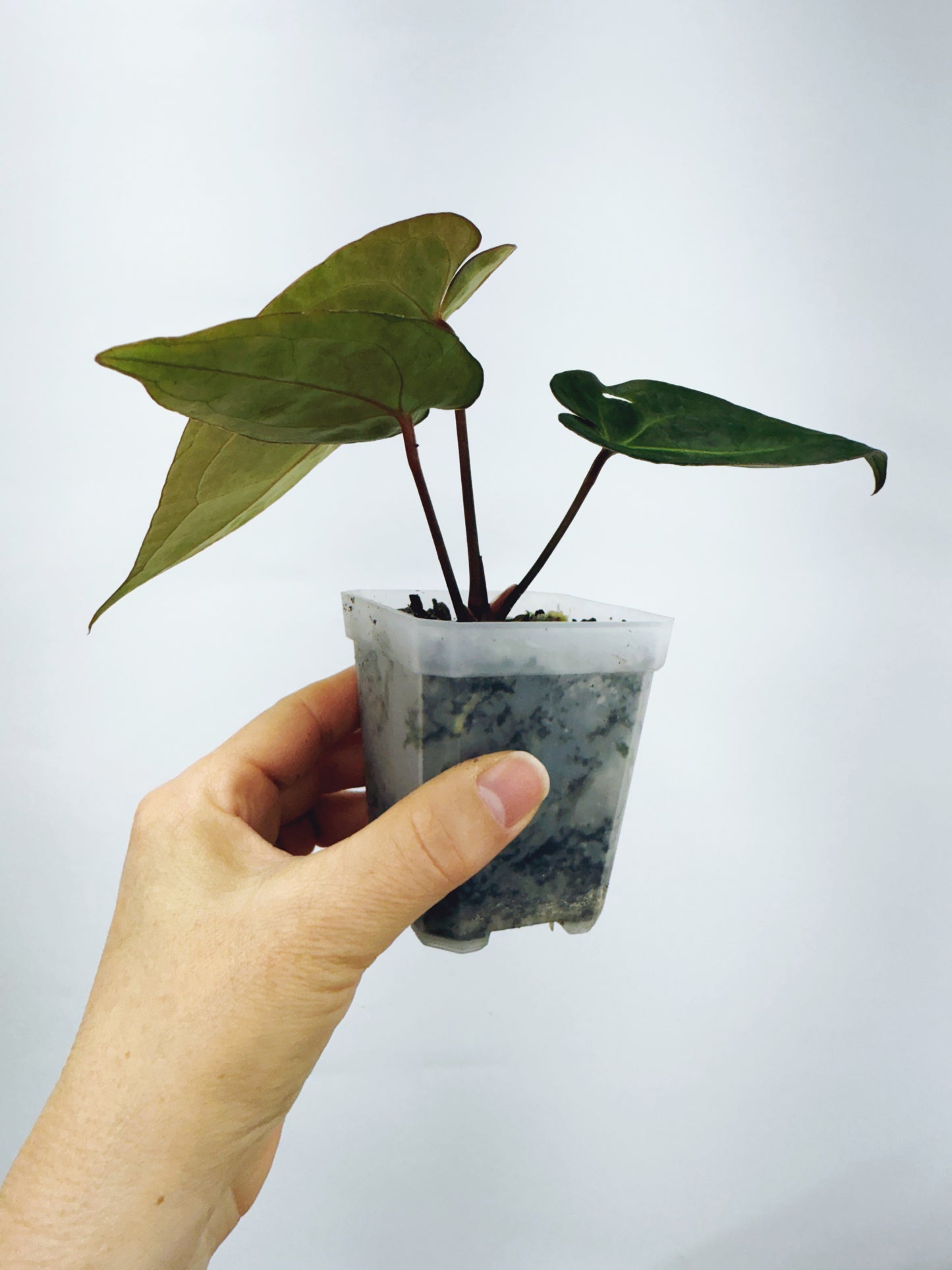 Anthurium pap. red sonya x A. papillilaminum