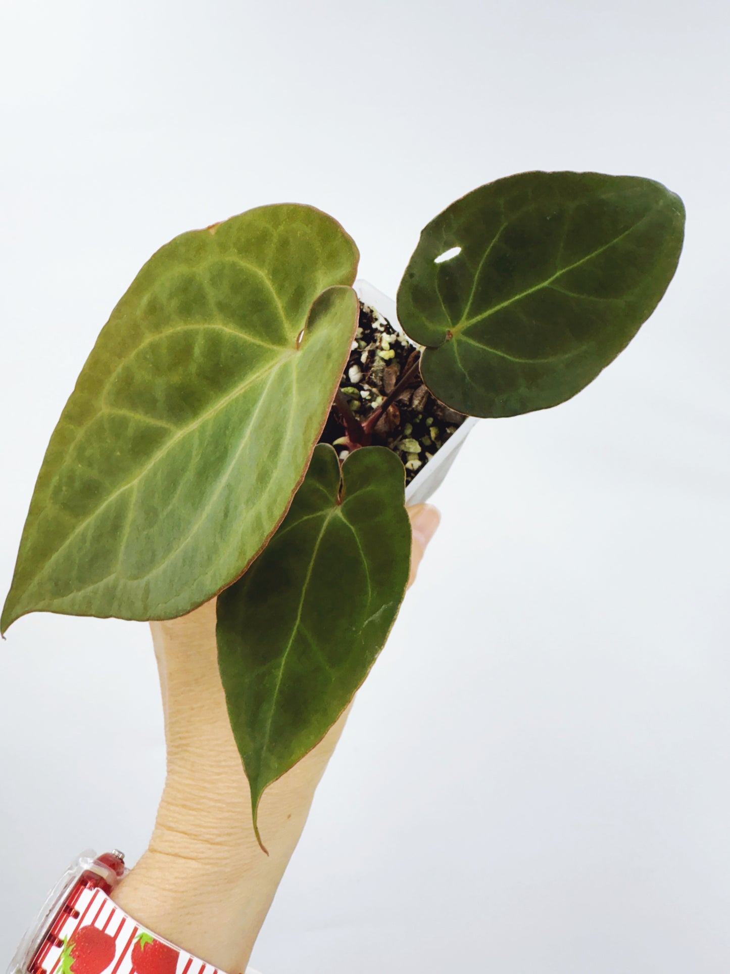 Anthurium pap. red sonya x A. papillilaminum