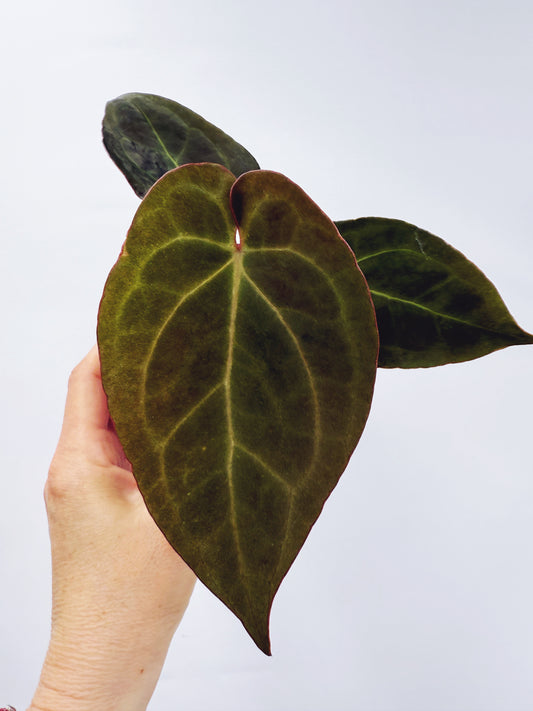 Anthurium pap. red sonya x A. papillilaminum