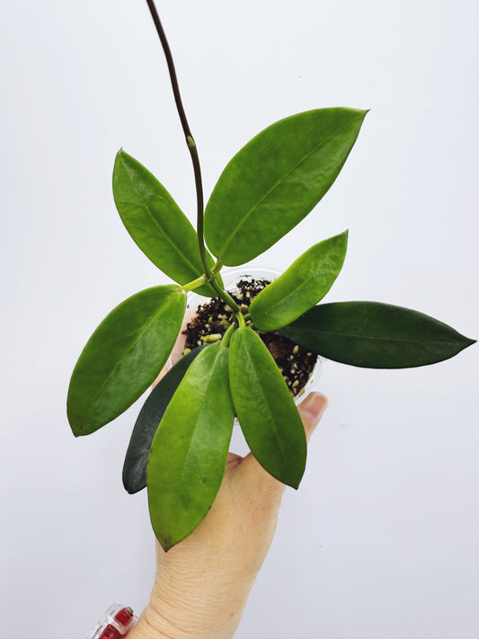 Hoya meliflua