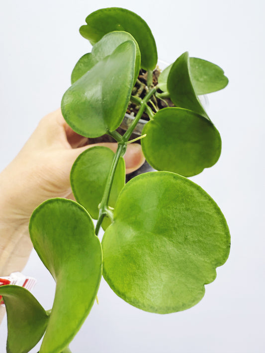 Dischidia tonsuensis