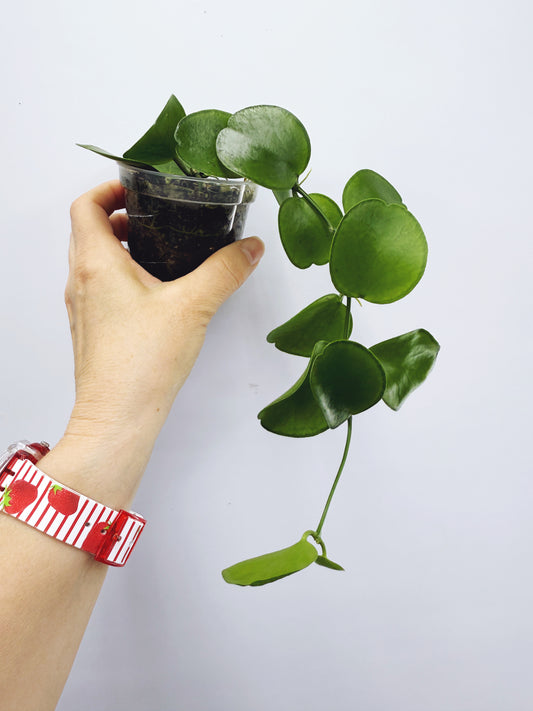 Dischidia tonsuensis