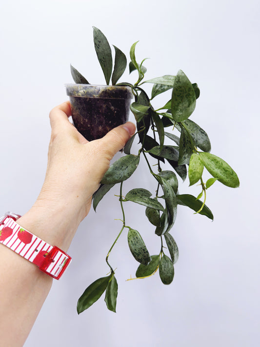 Hoya lacunosa moonlight
