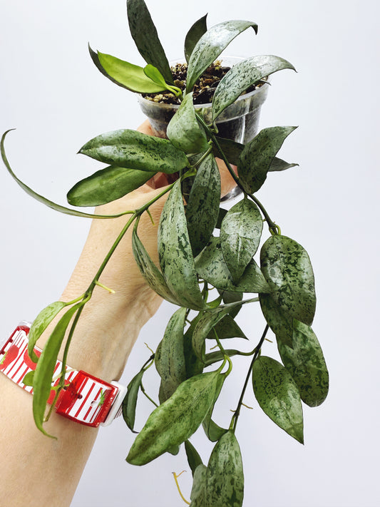 Hoya lacunosa moonlight