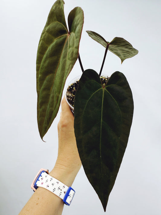 Anthurium pap. red sonya x A. papillilaminum