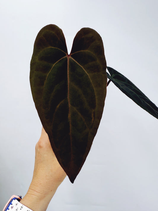 Anthurium pap. red sonya x A. papillilaminum