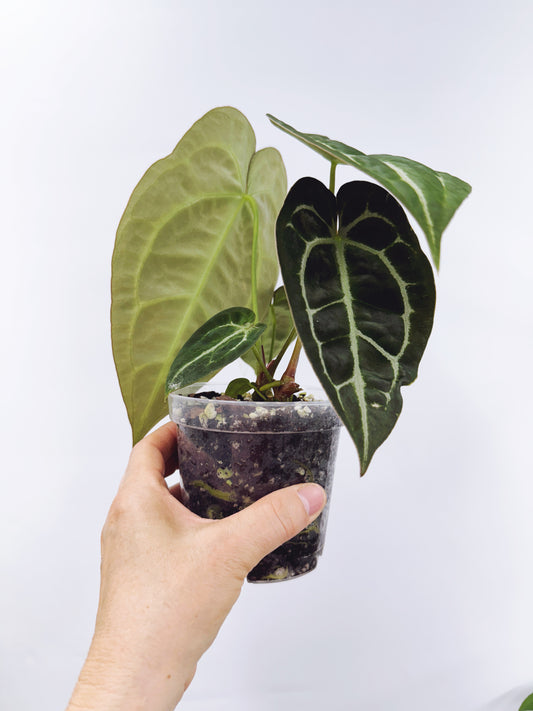 Anthurium magnificum x A. forgetii