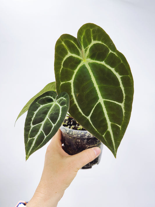 Anthurium magnificum x A. forgetii
