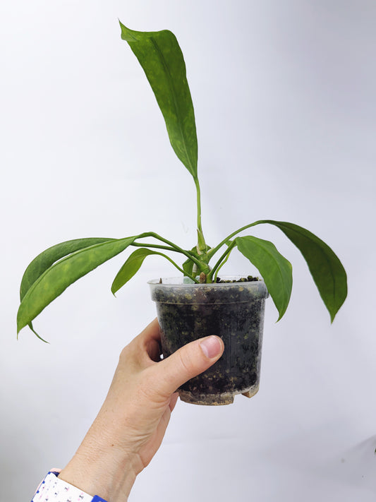 Anthurium vittarifolium x self