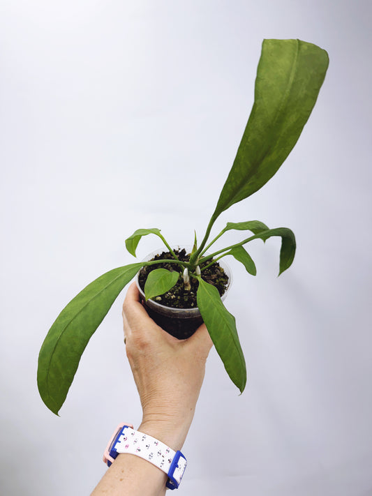 Anthurium vittarifolium x self