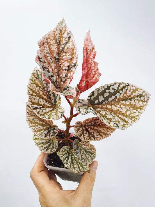 Begonia snow capped variegated