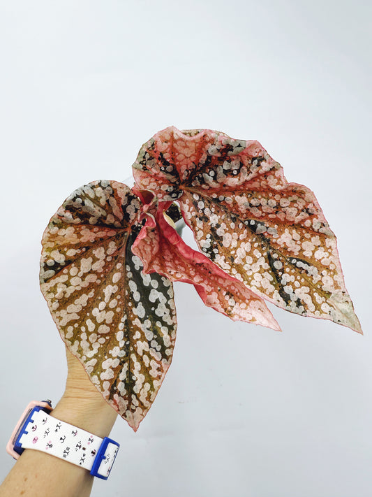 Begonia snow capped variegated