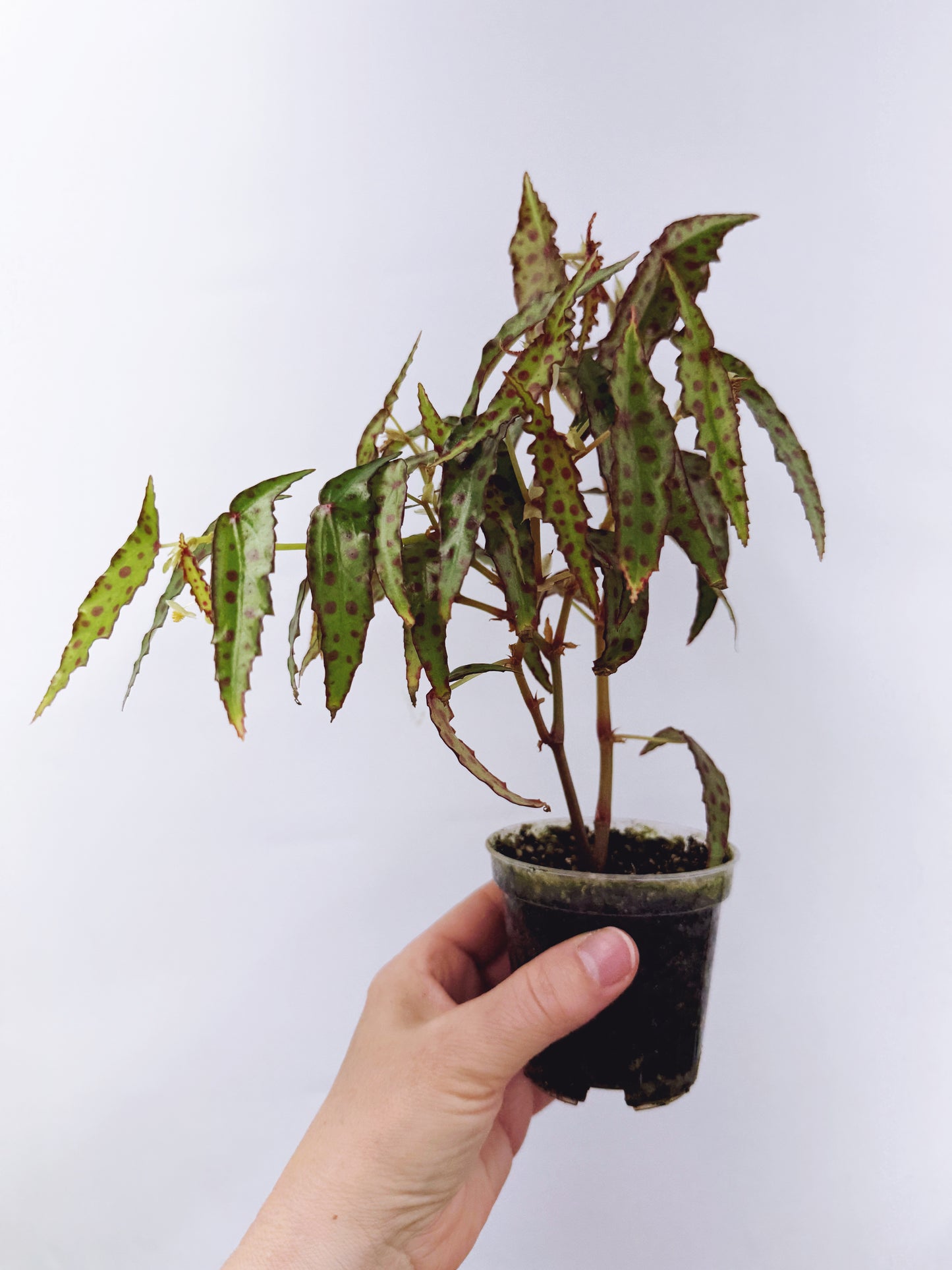 Begonia amphioxus