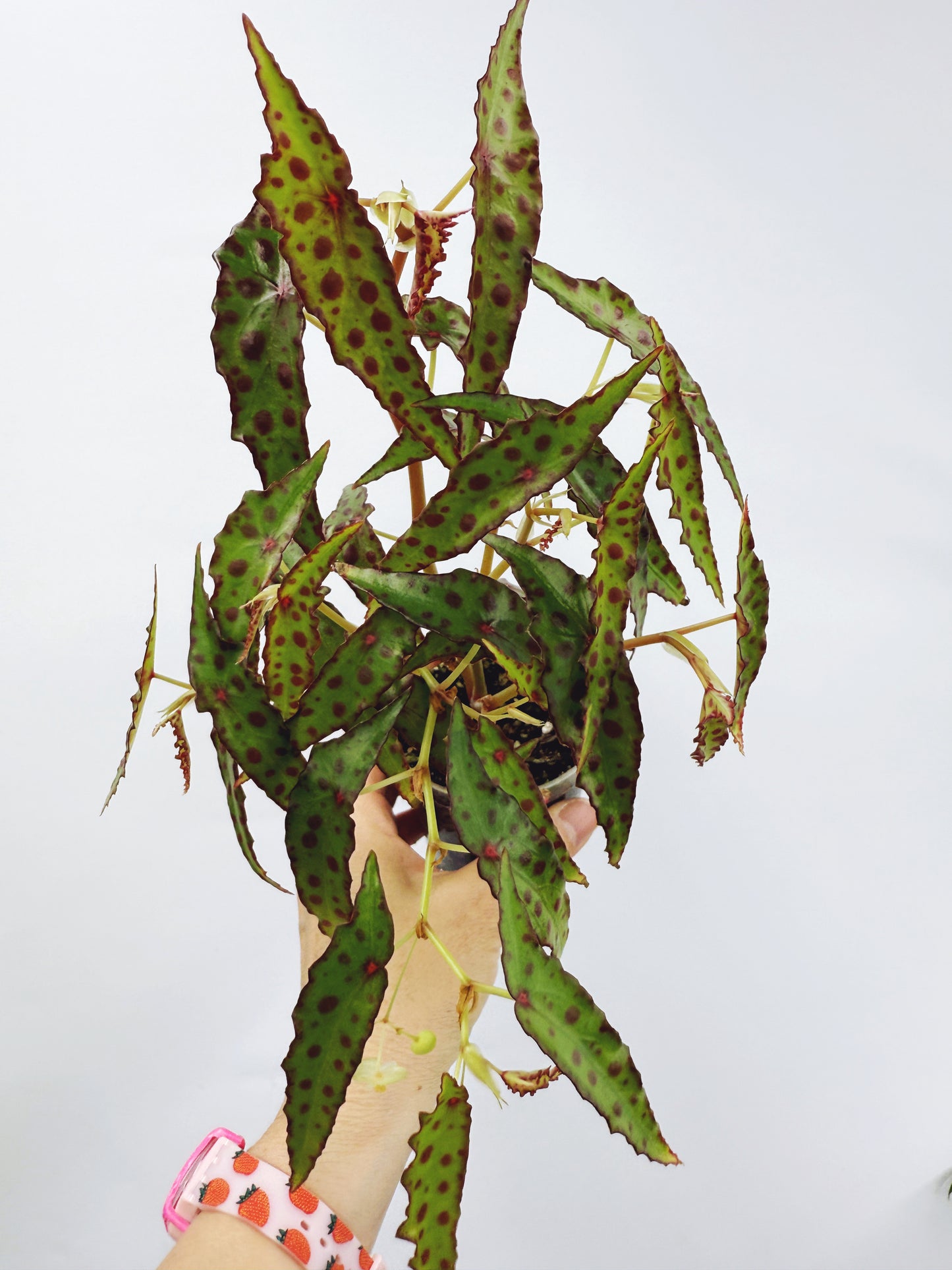 Begonia amphioxus