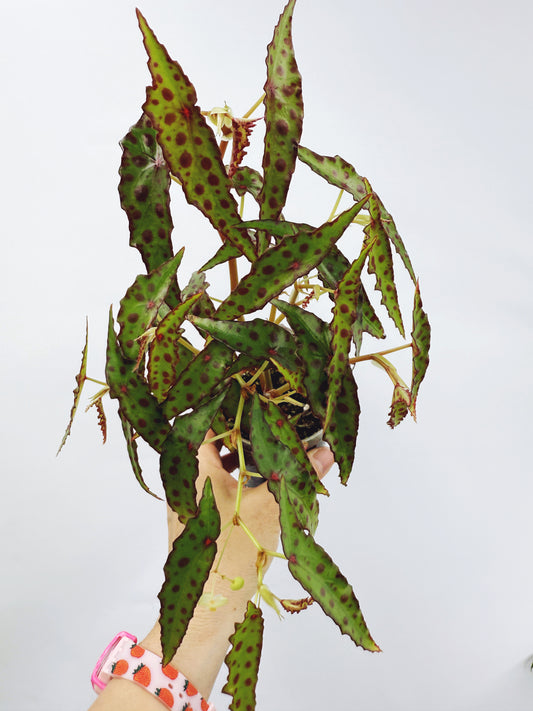 Begonia amphioxus