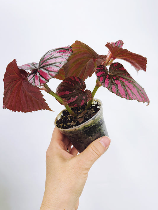 Begonia brevirimosa ssp exotica