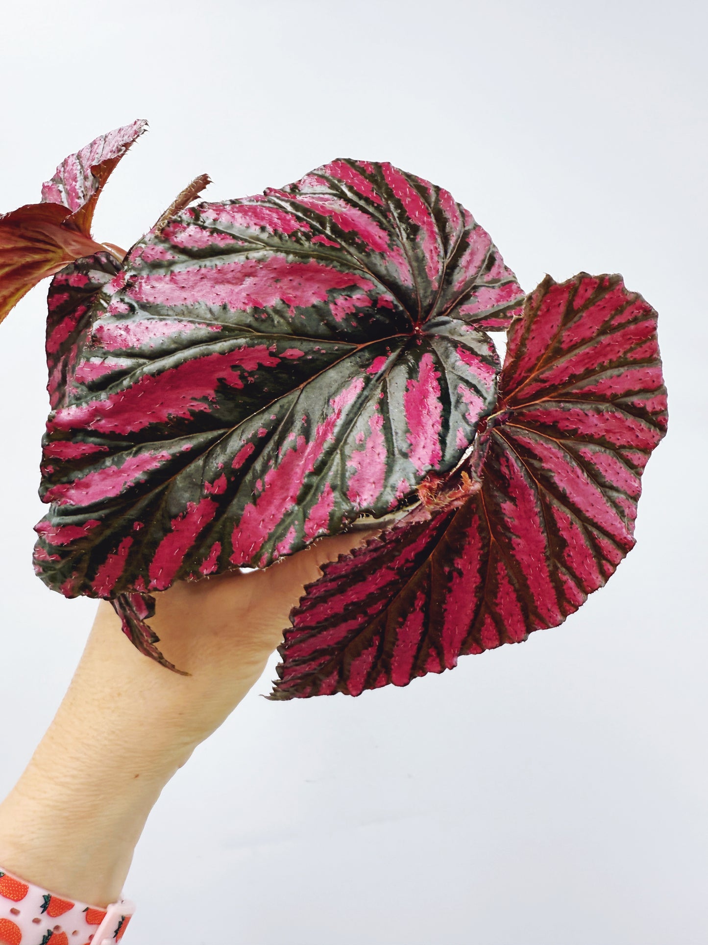 Begonia brevirimosa ssp exotica