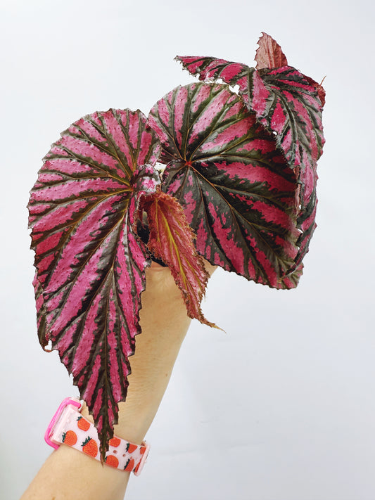 Begonia brevirimosa ssp exotica