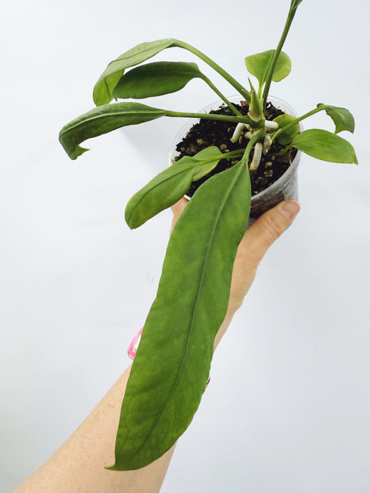 Anthurium vittarifolium x self