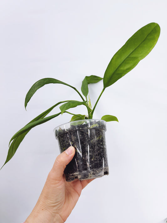 Anthurium vittarifolium x self