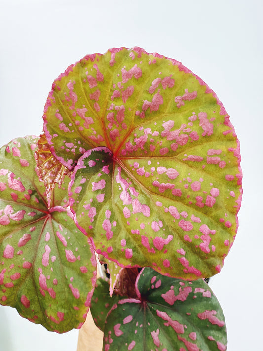 Begonia roseopunctata