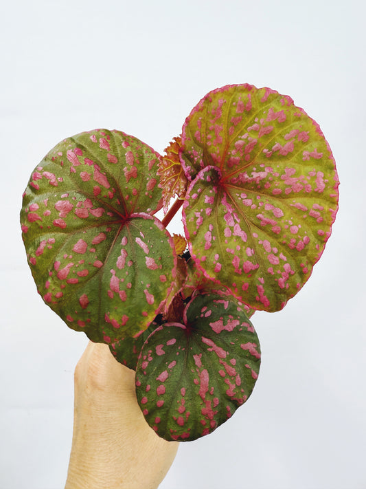 Begonia roseopunctata