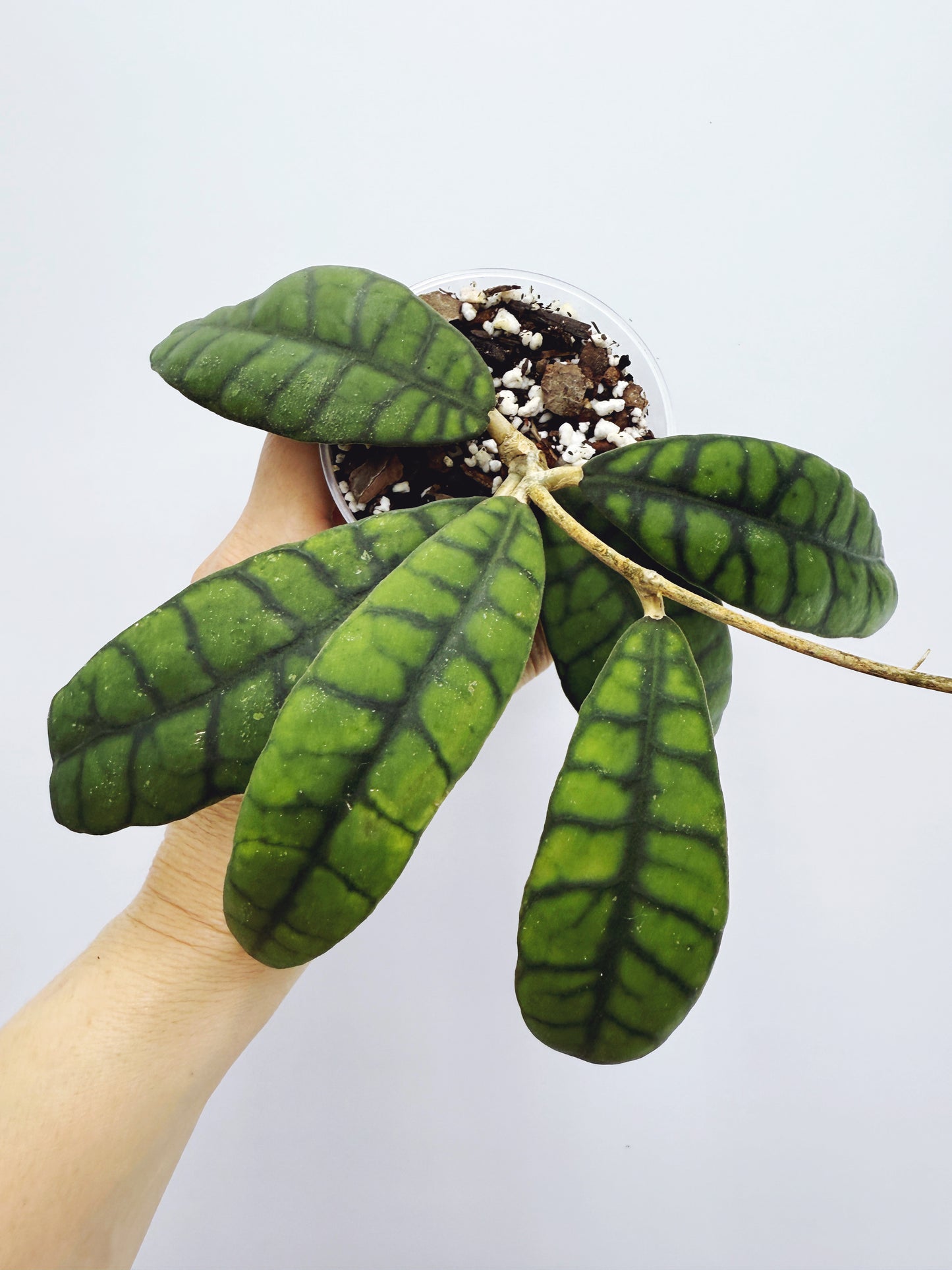 Hoya callistophylla