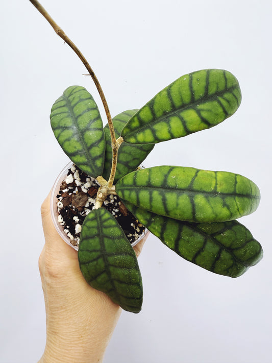 Hoya callistophylla