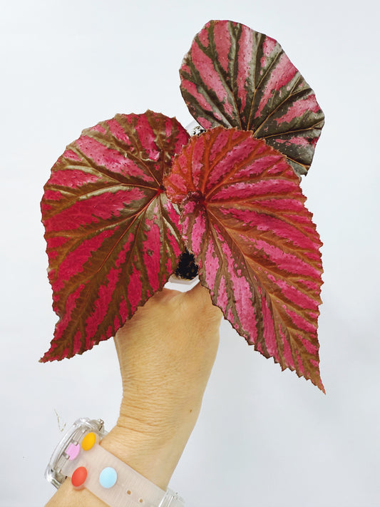 Begonia brevirimosa ssp exotica