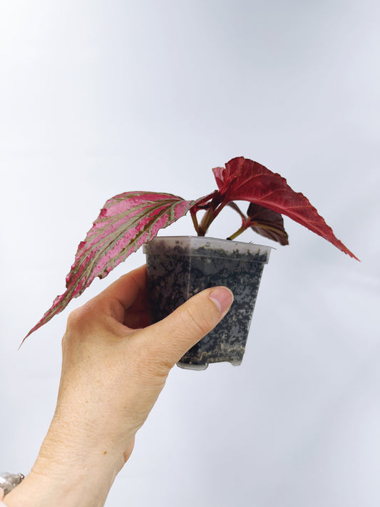Begonia brevirimosa ssp exotica
