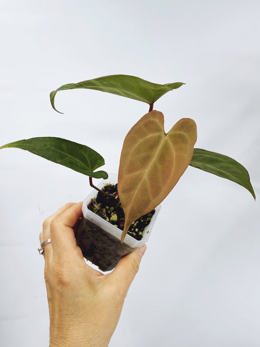 Anthurium pap. red sonya x A. papillilaminum