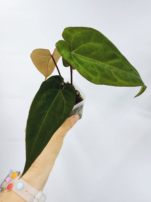 Anthurium pap. red sonya x A. papillilaminum