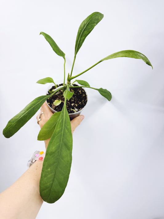 Anthurium vittarifolium x self