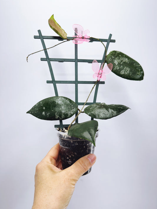 Hoya caudata sumatra