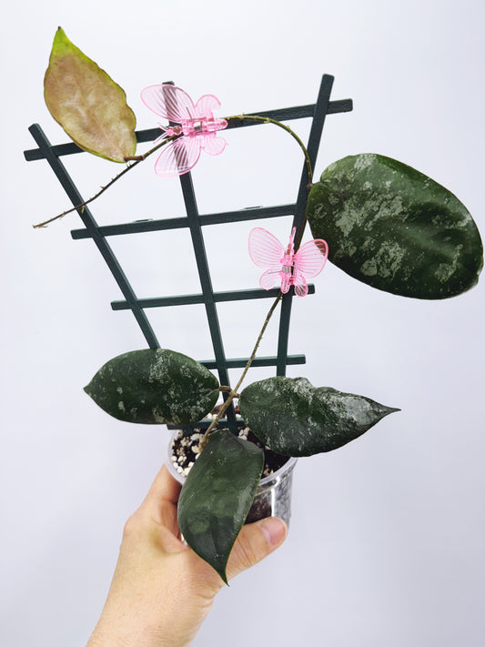 Hoya caudata sumatra