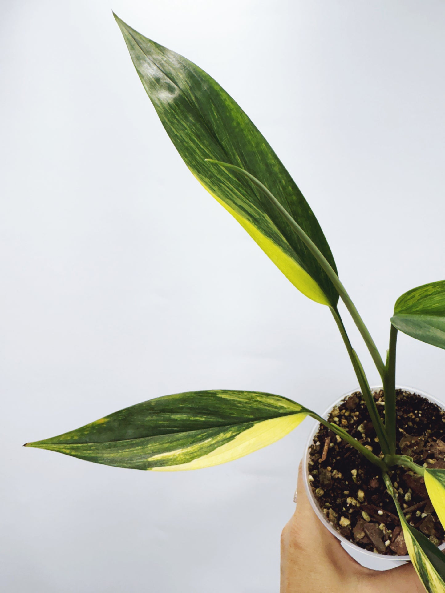 Epipremnum amplissimum aurea