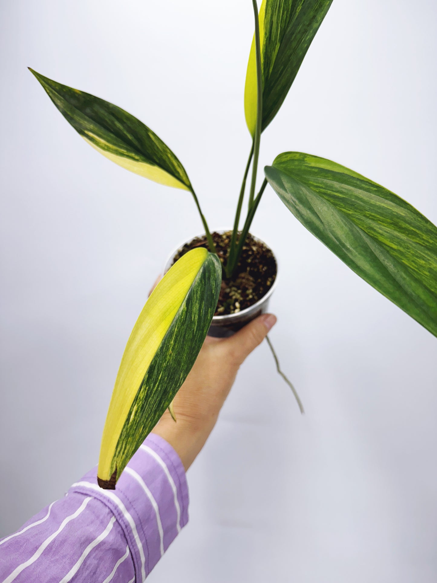 Epipremnum amplissimum aurea