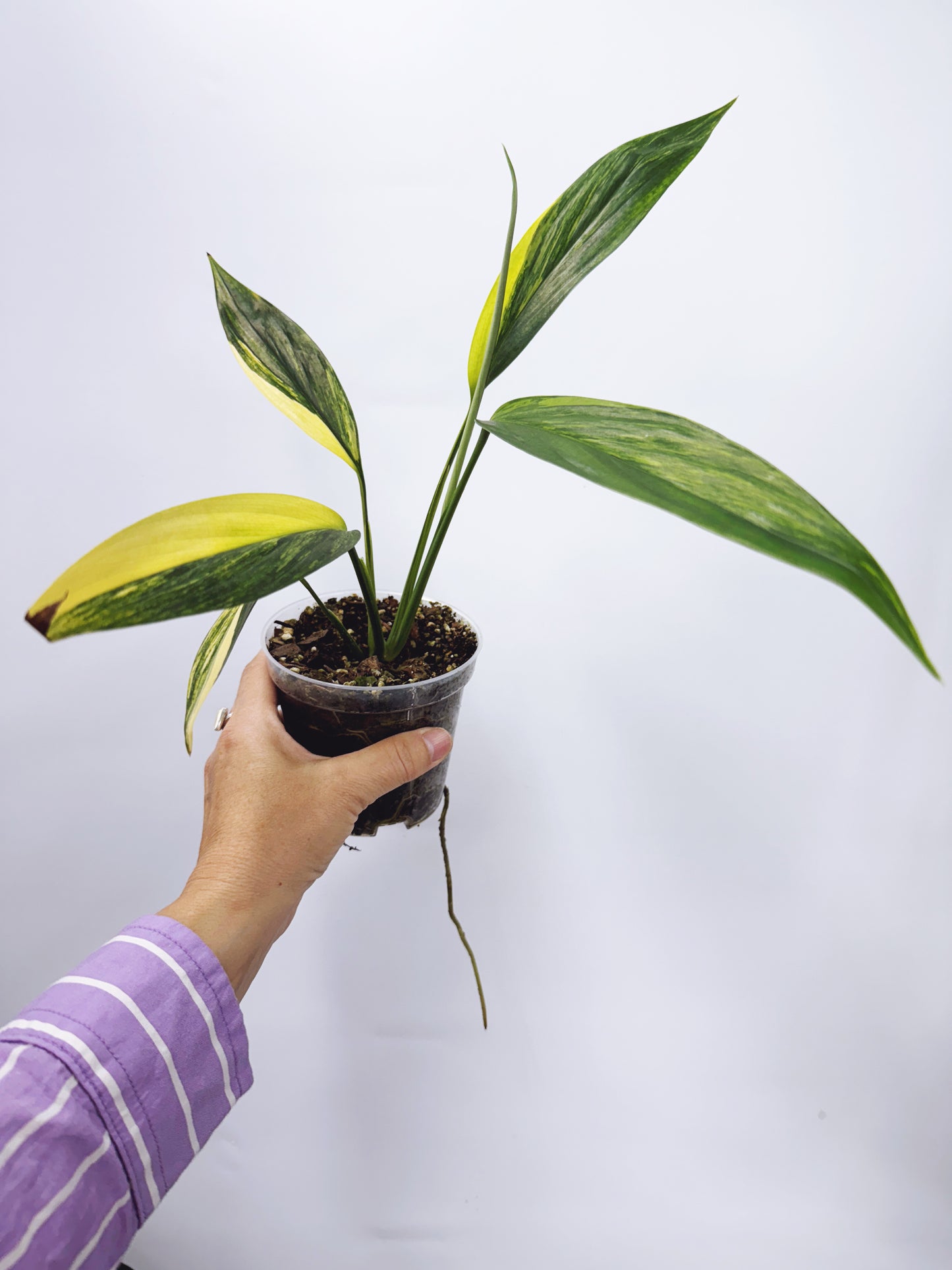 Epipremnum amplissimum aurea