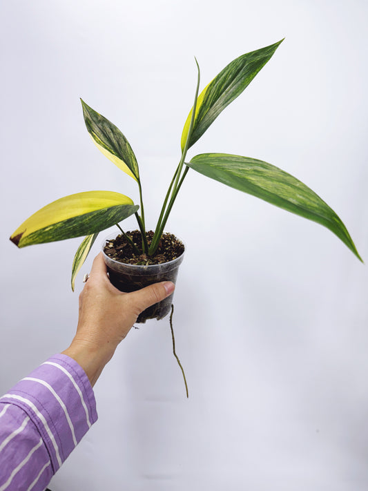 Epipremnum amplissimum aurea