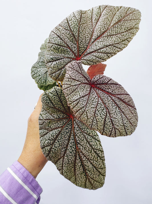 Begonia sinbad