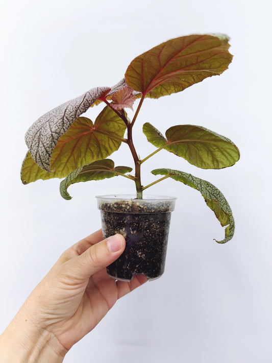 Begonia sinbad