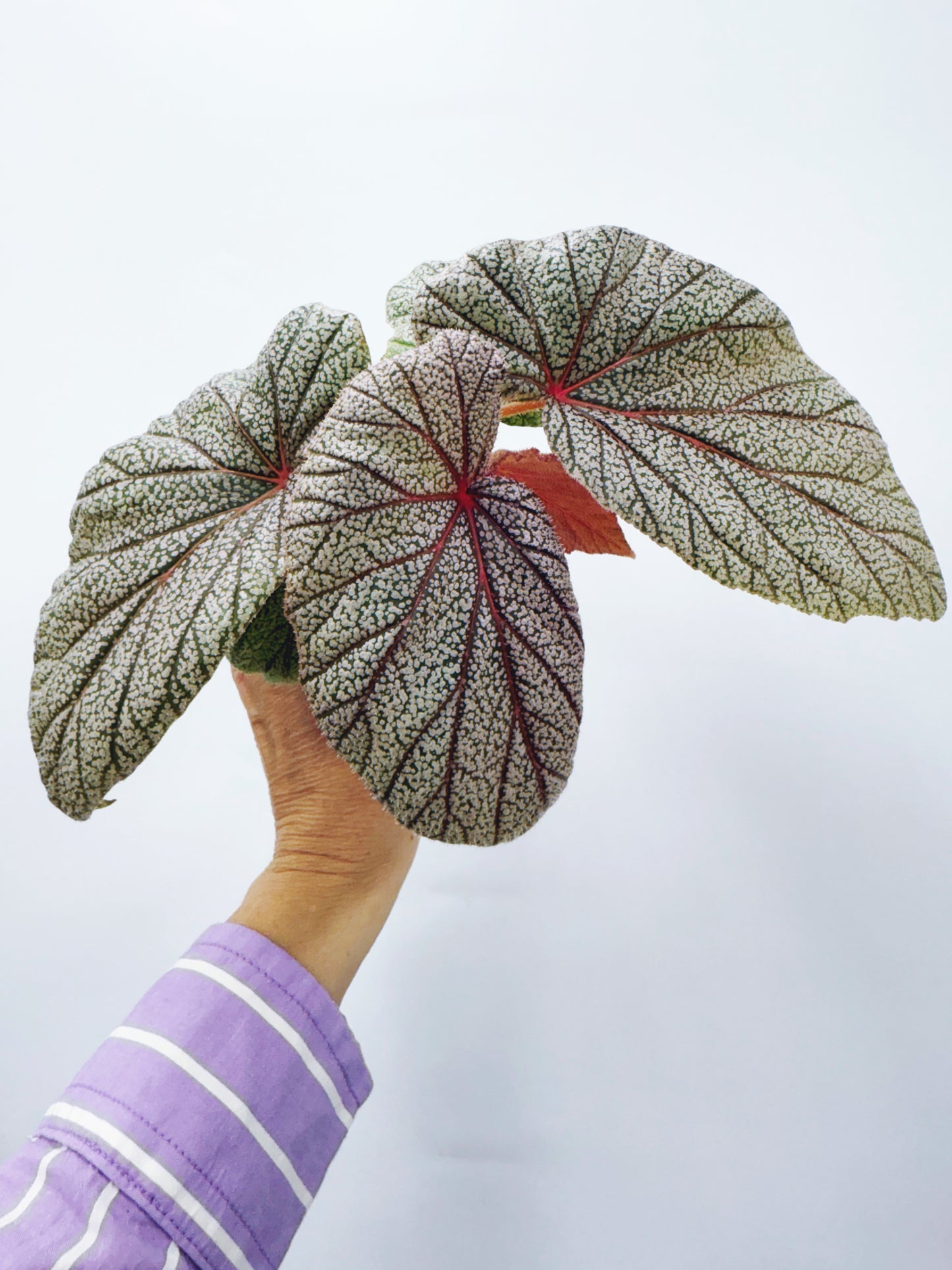 Begonia sinbad