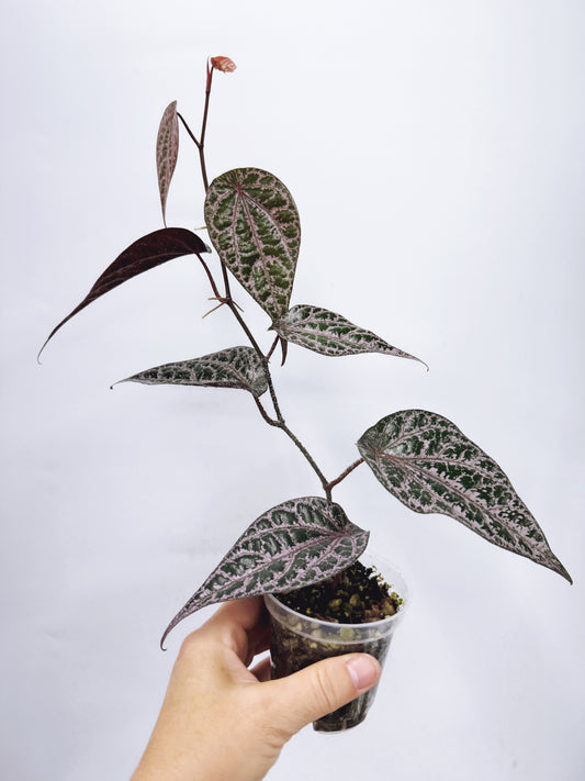 Piper Crocatum