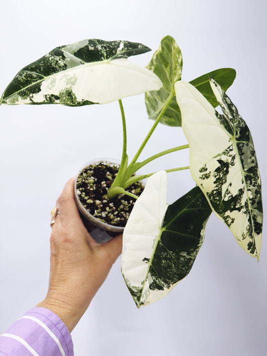 Alocasia frydek variegated