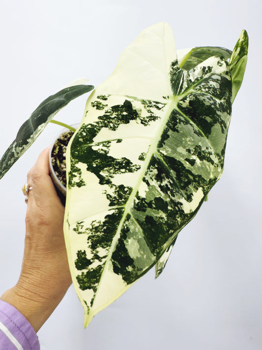 Alocasia frydek variegated