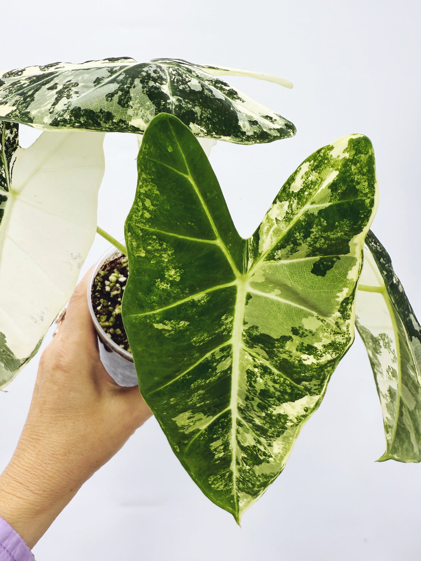 Alocasia frydek variegated