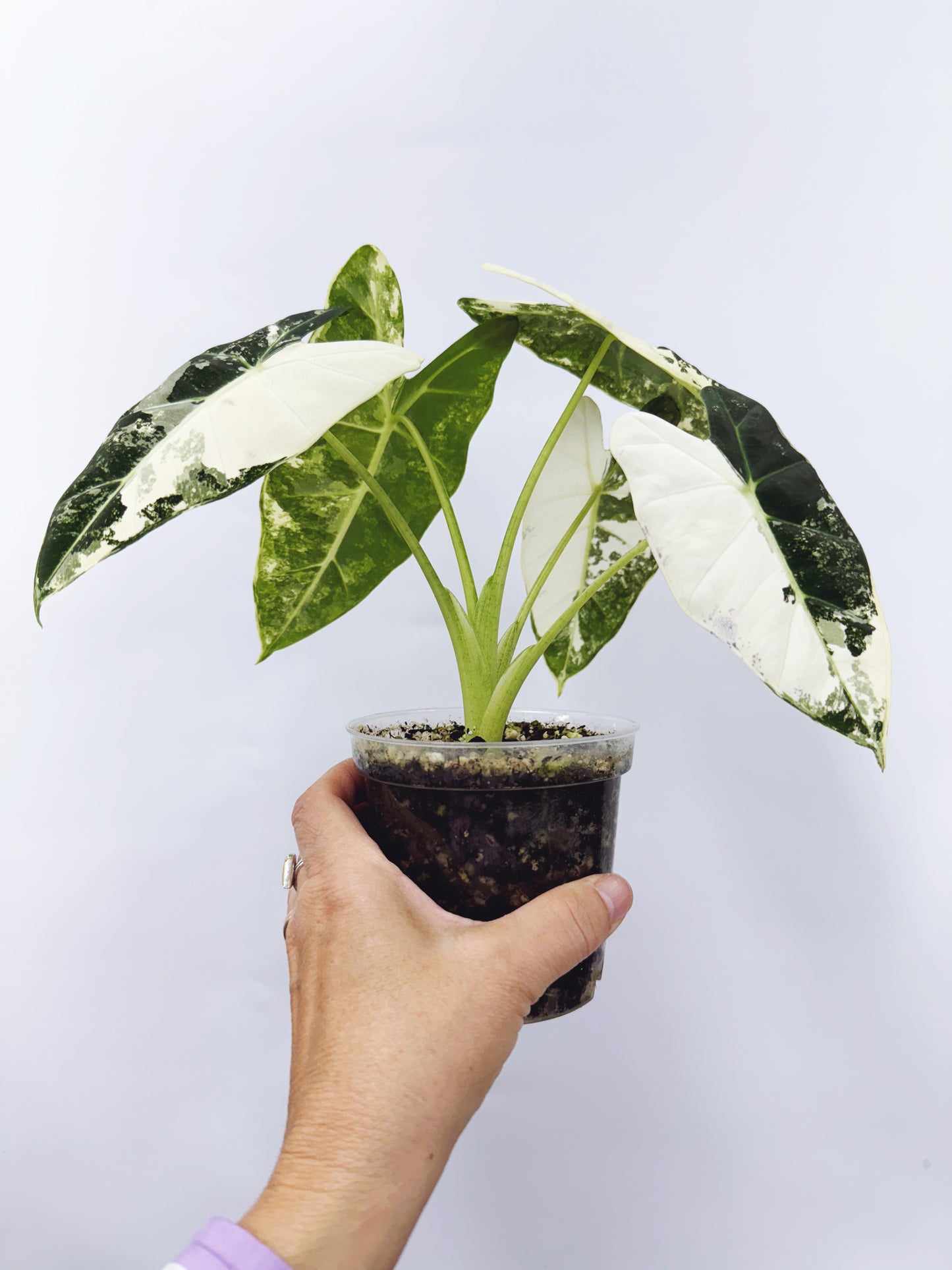 Alocasia frydek variegated
